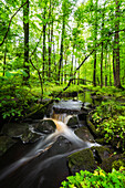 Scenic stream in forest