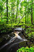 Malerischer Bach im Wald