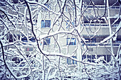 Snowcapped tree branches and block of flats