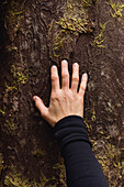 Hand, die einen Baumstamm berührt