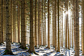 Winterlicher Wald