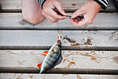 Hand mit gefangenem Fisch