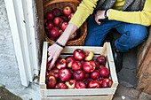Frau legt Äpfel in eine Holzkiste