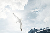 Seagull in flight