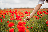 Frau pflückt Mohn