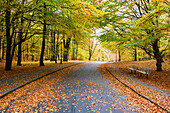 Autumn trees along park path