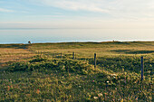 Coastal meadow