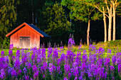 Flowering wildflowers, barn on background