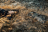 Man lying on meadow