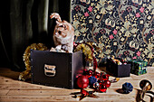 Katze in Schachtel mit Weihnachtsschmuck