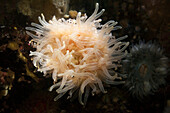 Seeanemone