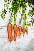 Row of carrots