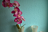Pink orchid in flower pot