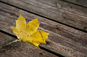 Yellow leaf on plank
