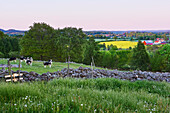 Grüne Landschaft mit Rindern auf der Weide