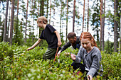 Blaubeeren pflücken im Wald