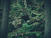 Moosbewachsene Felsen im Wald