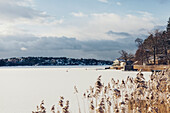 Reeds at frozen lake