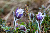 Pasqueflowers