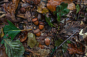 Acorns and leaves in forest