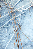Twigs on ice