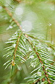 Immergrüner Baum