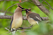 Cedar waxwings on twig