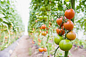 Tomatoes growing in garden