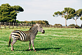 Zebra on meadow