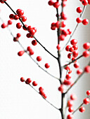 Red berries on twig