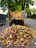 Pile of autumn leaves on road