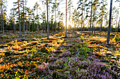 Flowering heather in forest