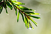 Pine twig, close-up