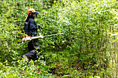 Forester working in forest