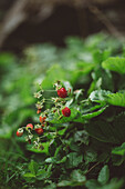 Small wild strawberries on bush