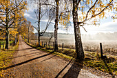 Herbstbäume am Feldweg