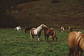 Pferde grasen auf einer Wiese