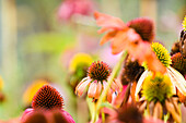 Wildflowers in meadow