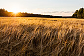 Wheat field at sunset