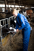 Frau füttert Kühe im Stall