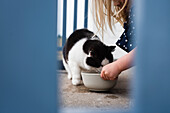 Girl feeding cat
