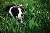 Dog lying in grass