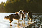 Hunde auf Steg am See