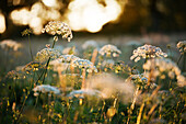 Backlit wildflowers