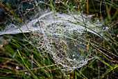 Spinnennetz auf Gras