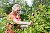 Woman picking redcurrants