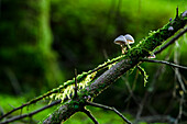 Moss and mushrooms on log in forest