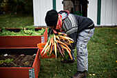 Woman picking up carrots