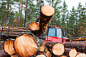 Forest machine cutting logs