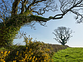 Landscape with twisted trees